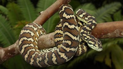 «صدمة مش هتصدقها».. سيدة تعثر على ثعبان ضخم ملتصق بباب المنزل