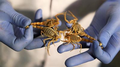 لعشاق الرعب.. حكاية الشاب الذى تحول لرجل أعمال من «سموم العقارب»