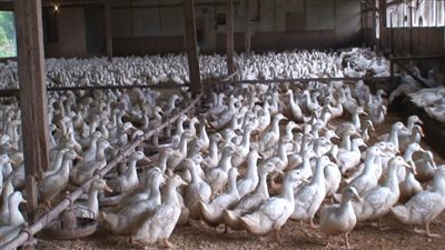 أنفلونزا الطيور تتفشي بطريقة مرعبة فى مزرعة دواجن