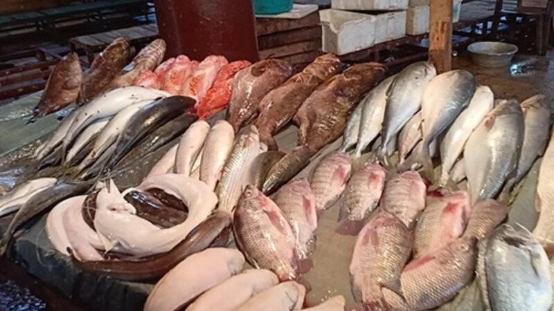 أسعار الاسماك اليوم
