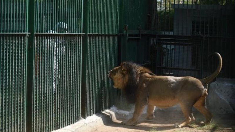 أسد بحديقة الحيوان