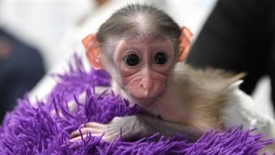 بحجم كرة بينج بونج.. تعرف على أصغر قردان توأم في العالم