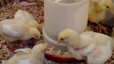 تراجع جديد في سعر الكتكوت الأبيض اليوم الأربعاء 3-4-2024