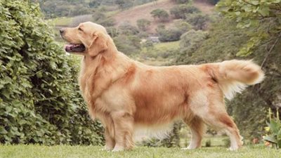 دراسة: الكلاب الشمامة يمكنها اكتشاف مرضى كورونا .. الكلب يشم رائحة الإبطين ويعرف المصابين بسهولة