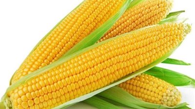 مفاجأة في سعر طن الذرة الصفراء اليوم الإثنين 8-4-2024 داخل الأسواق