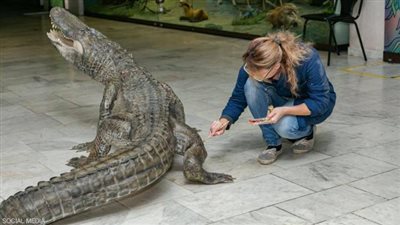 مراحل تحنيطه استغرقت شهورًا ونجا من الحرب العالمية الثانية.. معلومات مثيرة عن «تمساح هتلر»