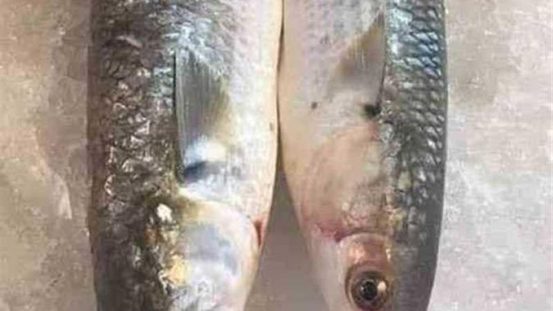 فوائد الفسيخ وعناصره