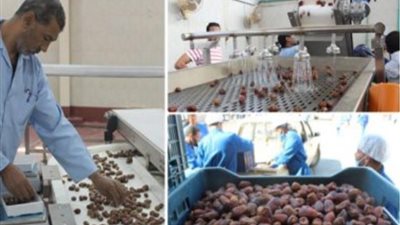 ضبط  300 طن بلح غير صالح للاستهلاك في ابو المطامير بالبحيرة