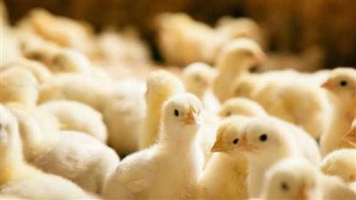 أسعار الكتكوت الأبيض اليوم الأحد 14-4-2024 بعد ارتفاع الدواجن