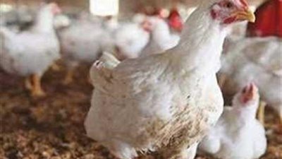 سعر الفراخ البيضاء وكرتونة البيض اليوم الأحد 14 أبريل 2024