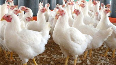 تراجع أسعار الدواجن اليوم الجمعة 19-4-2024