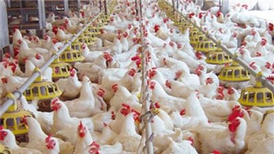 أسعار الدواجن اليوم السبت 20-4-2024 في جميع المنافذ والأسواق