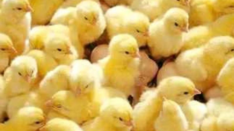 أسعار الكتاكيت اليوم