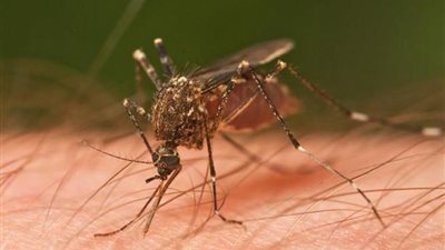 منها النباتات.. طرق فعالة للتخلص من الناموس في الصيف