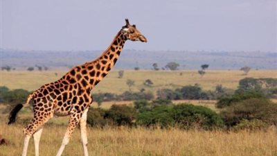 طاردت السياح بشراسة داخل غابات كينيا.. القصة الكاملة لأشرس زرافة في العالم