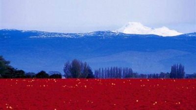 قرار كاس بتخفيف العقوبة المفروضة على روسيا يثير الكثير من الانتقادات