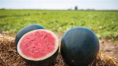 الزراعة تكشف عن حقيقة وجود بطيخ مسرطن يُباع بالأسواق