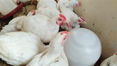 بعد نجاح حملة خليها تعفن.. انفراجة كبيرة في أسعار الدواجن بالأسواق اليوم