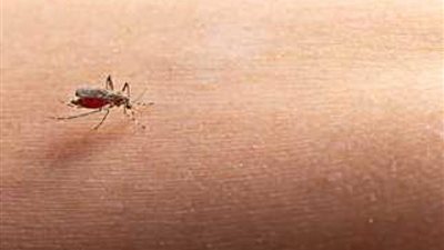 في اليوم العالمي للملاريا 2024.. كل ما تريد معرفته عن المرض