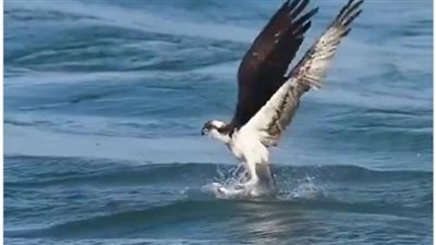 يهاجم فريسته في الماء بثوان معدودة.. كل ما تريد معرفته عن أسرع قناص في العالم