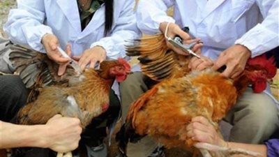 ظهور بؤر جديدة لأنفلونزا الطيور في مزارع الدواجن ..حقيقة أم شائعة