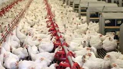 أسعار الدواجن اليوم الأحد 28-4-2024 وهبوط حاد بعد نجاح حملات المقاطعة