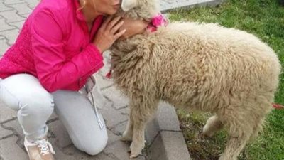 بالأحضان مع الخروف بوتشيكا.. ندى بسيوني تطالب جمهورها الرفق بالحيوان