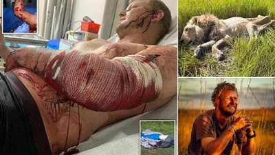 عالم الحيوان.. أسد جائع يحاول التهام باحث علمي..  أنياب الليث تترك 16 ثقب في جسم الرجل وحالته مستقرة