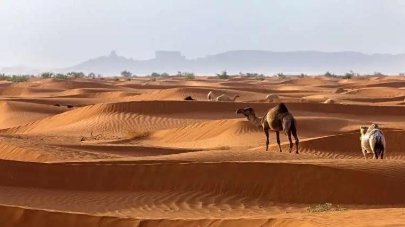 الموجز