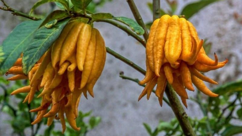 أغرب أنواع الفاكهة