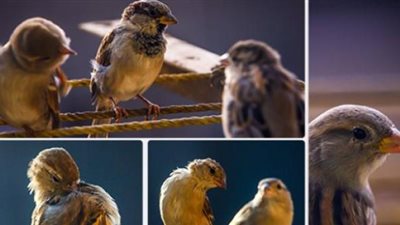 هل تؤثر أصوات الطيور على مزاج الإنسان؟.. إليك الإجابة