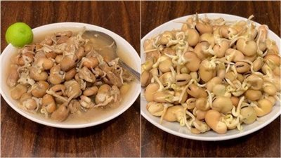 مع اقتراب شم النسيم 2024.. تعرف على اتيكيت تناول الفول النابت