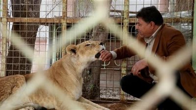 باع 62 غضنفر خلال 10 سنوات.. ثري عربي يربي الأسود في بيته ويتاجر في ولاداتها. الشبل بـ10 آلاف دولار فقط