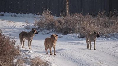 10 كلاب مسعورة يمزقون جسد خبيرة تجميل روسية.. الشابة بين الحياة والموت