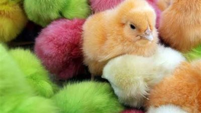 أسعار الكتاكيت اليوم 1-5-2024 بعد تراجع الدواجن