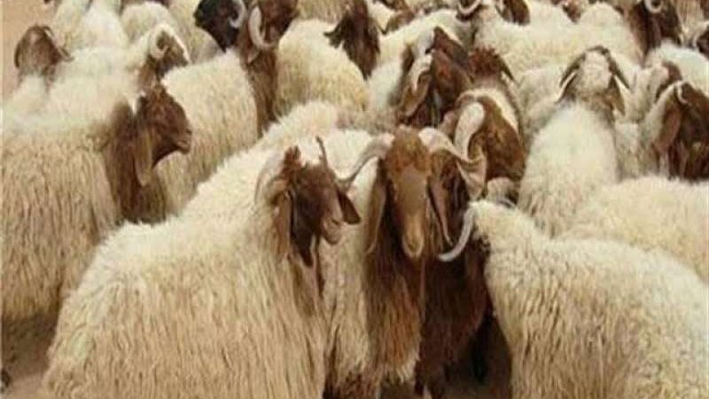 شروط الأضحية