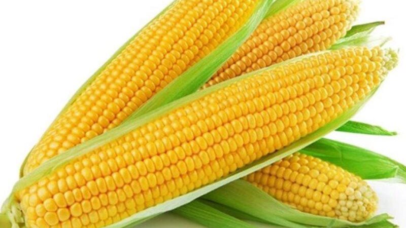 سعر الذرة اليوم في