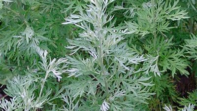 نبات قاتل.. معلومات لا تعرفها عن الدمسيسة