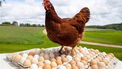 تراجع كبير في أسعار البيض اليوم السبت 4-5-2024 قبل شم النسيم