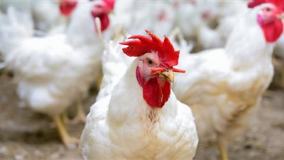 أسعار الدواجن والبيض اليوم السبت 4-5-2024 وتراجع جديد