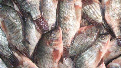 عيد شم النسيم.. أسعار الأسماك اليوم الاثنين 6-5-2024