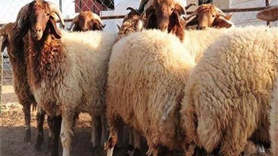 تراجع كبير فى أسعار الأضاحي اليوم 2024 .. تعرف علي أسعارها ومعايير إختيار الأضحية