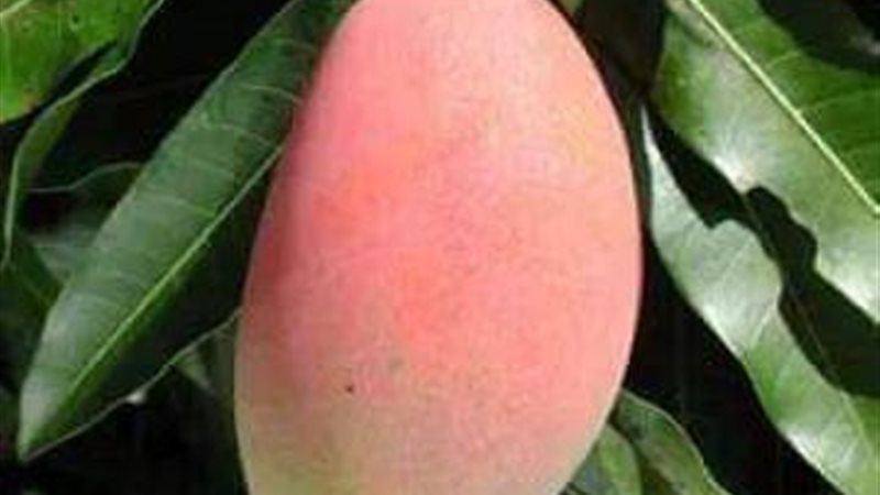 مانجو