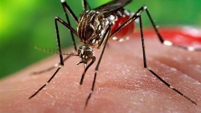 «ينتقل بـ 4 طرق».. كل ما تريد معرفته عن فيروس زيكا