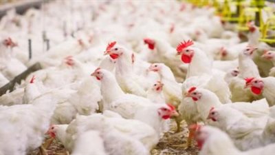 أسعار الدواجن فى الأسواق اليوم