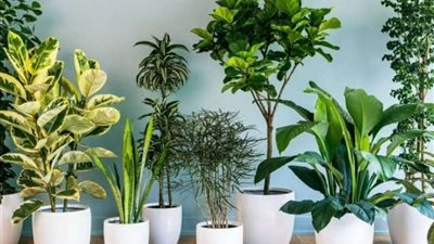 5 نباتات فعالة في تبريد المنازل خلال الصيف.. تحل محل المراوح