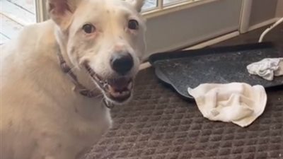 حكاية الكلبة الصماء التى أشعلت السوشيال ميديا