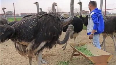 سعر النعام اليوم الأحد 12-5-2024 في الأسواق المصرية