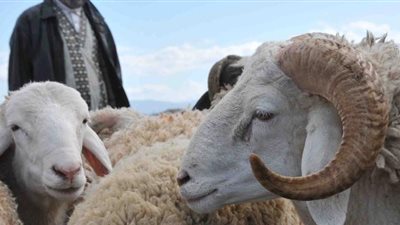 لماذا يقبل المصريون على ذبح الأضاحي في أفريقيا؟.. وهذا حكمها الشرعي