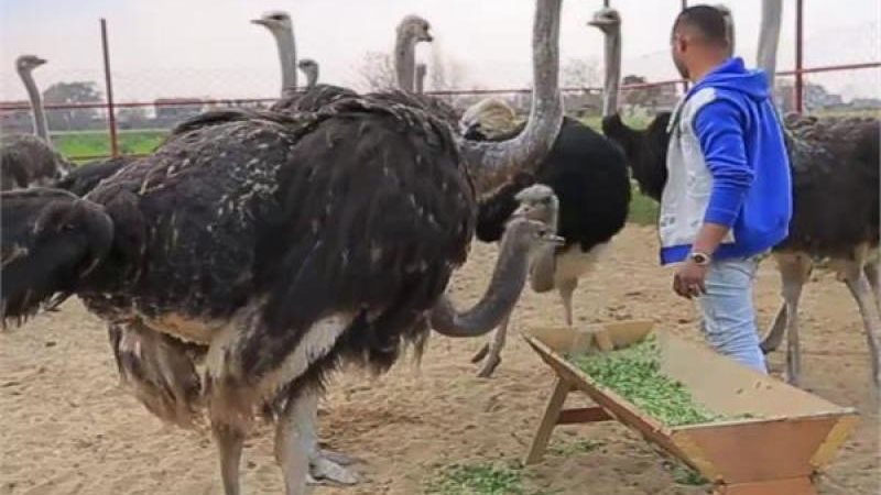 سعر النعام اليوم